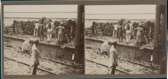 Stereo photo Kingston Jamaica, bananas, dockers, loading, 1915 world voyage