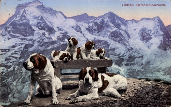Postcard St. Bernard dogs on a bench in front of snowy mountains.
