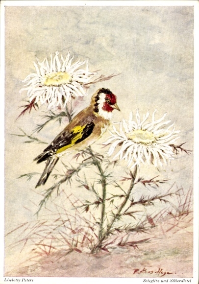 Künstler Ak Peters, L., Stieglitz und Silberdistel