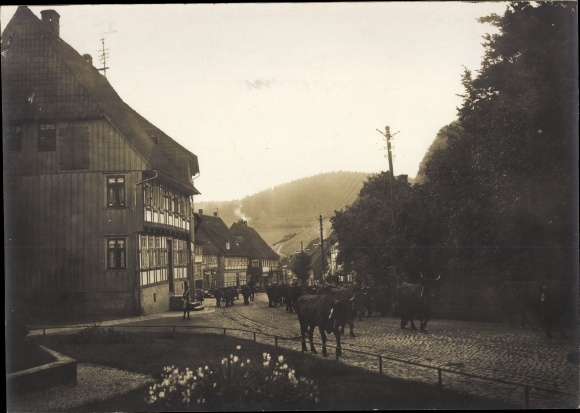 Foto Bad Grund im Harz, Rinderherde auf einer Straße im Ort, um 1920