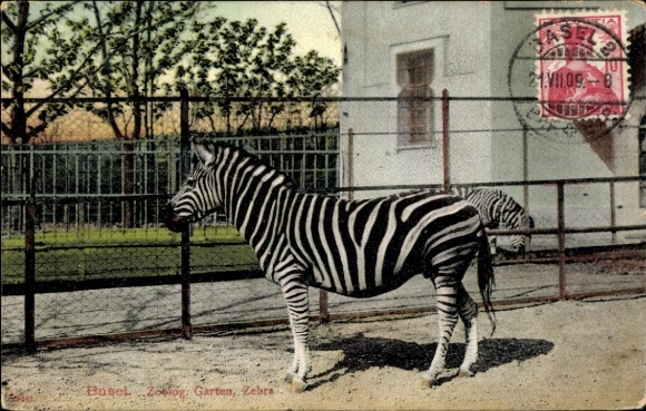 Postcard Basel Bâle City Switzerland, Zoological Garden, Zebra