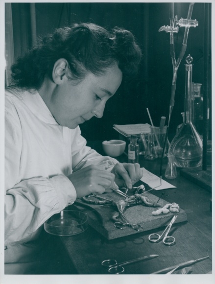 Photo, laboratory technician dissecting a rat
