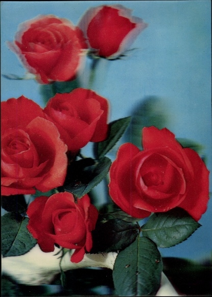 3-D Postcard Red Roses, Three Red Rose Petals, Flowers