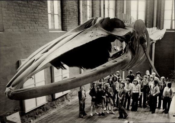 PC Stralsund in Mecklenburg Western Pomerania, lot in the maritime museum, skeleton of the fin whale