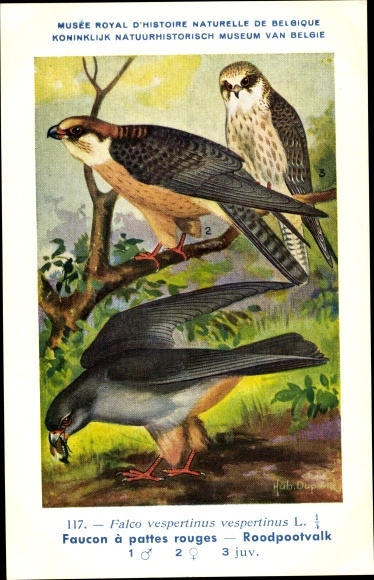 Artist PC Dupond, Hub., Falco vespertinus, Rotfußfalke