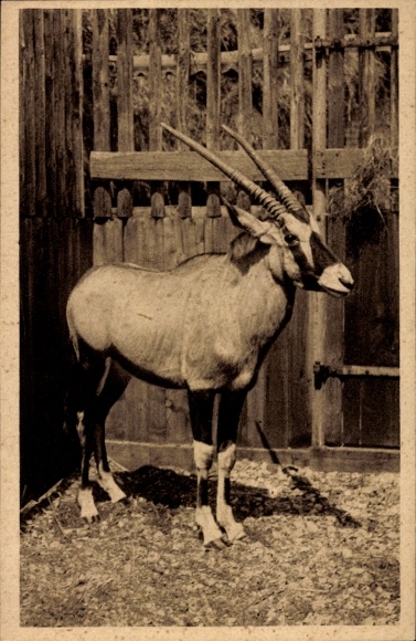 Postcard Hannover in Lower Saxony, Zoological Garden, Gemsbok