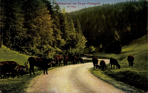 KP Zorge w powiecie Osterode w Harz, Hohegeiß, stado bydła w Wolfsbachtal