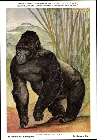Artist PC Gorilla beringei, Berggorilla, Musée Royal d&#39;Histoire Naturelle de Belgique
