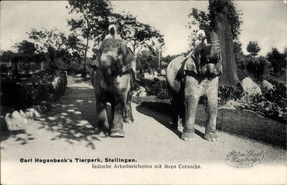 Ak Hamburg Eimsbüttel Stellingen, Carl Hagenbecks Tierpark, Indische Arbeitselefanten