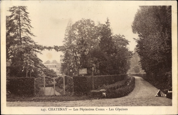 Postcard Chatenay Hauts-de-Seine, Les Pepinieres Croux, Les Glycines