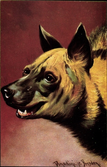 Artysta KP Donadini, Antonio Ermenegildo, hiena, portret zwierząt