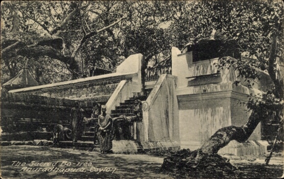 Ak Ceylon Sri Lanka, Heiliges Bo-Baum, Tempelanlage, natürliche Umgebung, historische Stätte