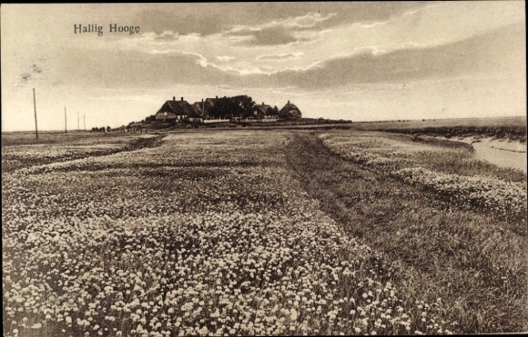 Ak Hallig Hooge in Nordfriesland, Landschaft mit Wiese, Blumen, stimmungsvollem Himmel, Gebäude i