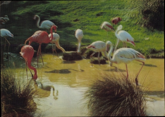 3D Postcard Group of Flamingos