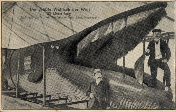 Postcard Largest whale in the world