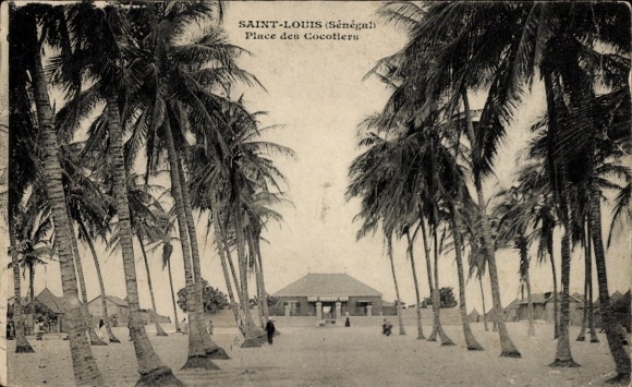 Ak Saint Louis Senegal, Palmen, Platz der Kokospalmen, Gebäude im Hintergrund