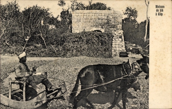 Postcard Aleppo Syria, wheat harvest, horse-drawn cart on runners