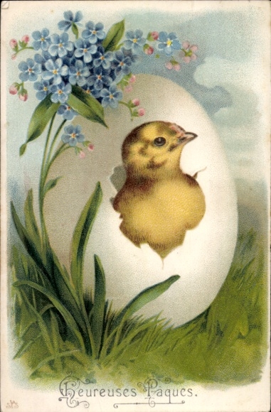 Postcard Dresden Schönfeld Weißig Eschdorf, chick hatches from egg forget-me-not