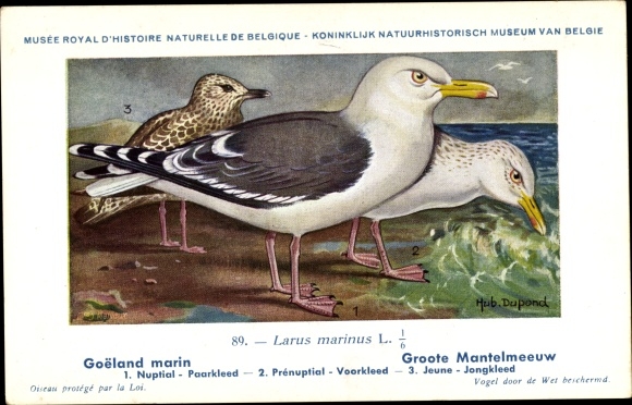 Kunstenaar Ansichtkaart Dupond, Hub., Larus marinus, Meeuw met mantel