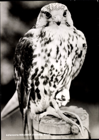 PC Berlebeck Detmold in the Teutoburg Forest, eagle station, strangler falcon