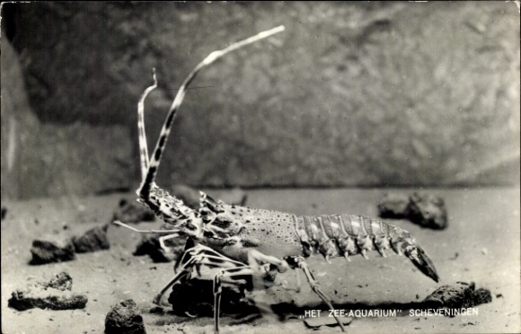 Postcard Scheveningen The Hague South Holland, lobster in the show aquarium Scheveningen