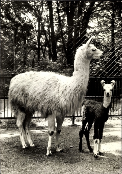 Postcard Lama with cub, photo by Vogt