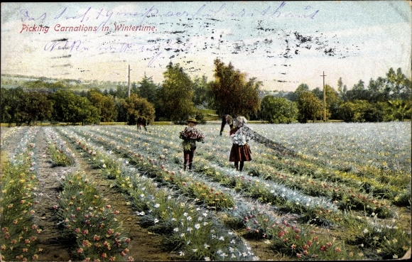 Postcard USA, Picking Carnations in Wintertime, Nelkenernte