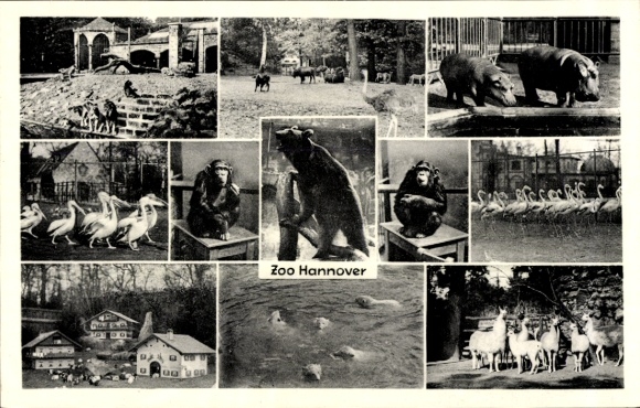 Postcard Hannover in Lower Saxony, Zoo, Flamingos, Chimpanzees, Lamas, Bear, Hippopotamus