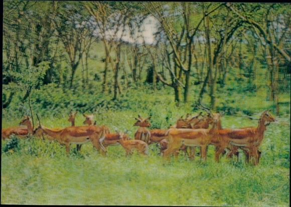 3-D Postcard Antelopes, Animals, Forest