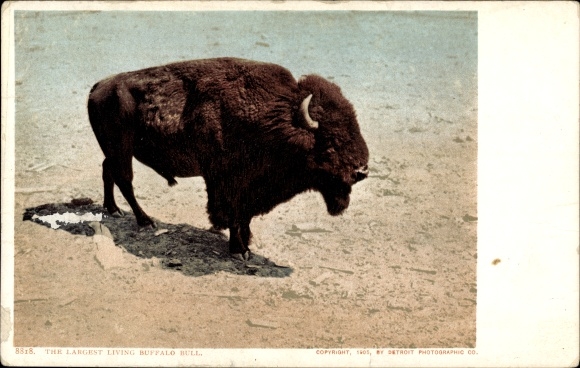 Ak Wyoming VS, Yellowstone Park, de grootste levende, Buffalo Bull