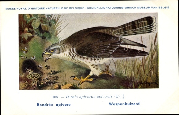 Artist Postcard Dupond, Hub., Pernis apivorus, Wasp buzzard