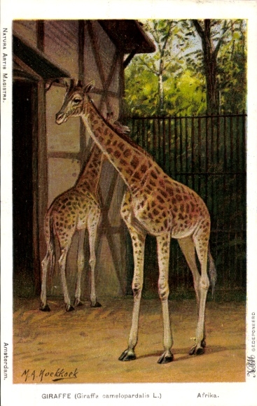 Artist Postcard Koekkoek, MA, Giraffa camelopardalis, Giraffes