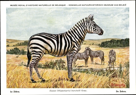 Artist PC Equus Hippotigris burchelli, Zebra, Musée Royal d&#39;Histoire Naturelle de Belgique