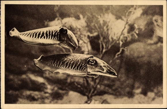 Postcard Monaco, Aquarium du Musee Oceanographique, Selche, Sepia Officinalis