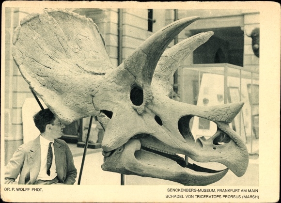 Postcard Frankfurt am Main, Senckenberg Museums, skull of Triceratops Prorsus