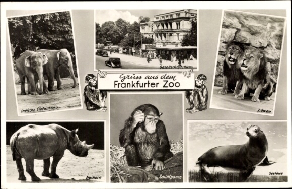 Ak Frankfurt Main, Zoologischer Garten, Elefanten, Löwen, Nashorn, Schimpanse