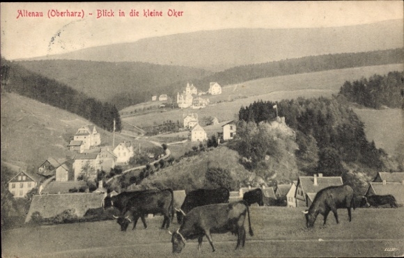 Postcard Altenau Clausthal Zellerfeld in the Upper Harz, view into the small Oker, cows on the meadow