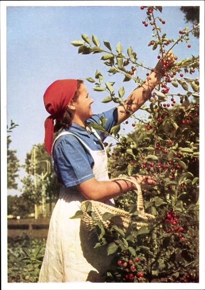 Postcard Hans Retzlaff, Reich Labor Service for female youth, work maid at the cherry harvest