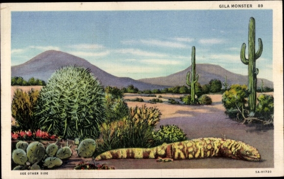 Postcard Gila monster, reptiles