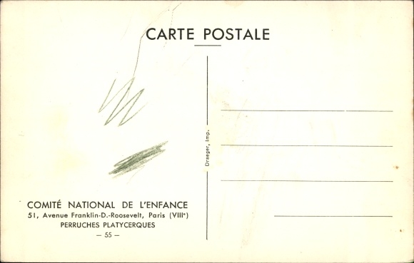 Postcard Parakeets Platycerques, Plattschweifsittiche