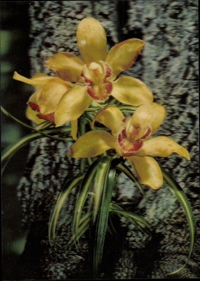 3 D Postcard Orchid, orchid, flowers