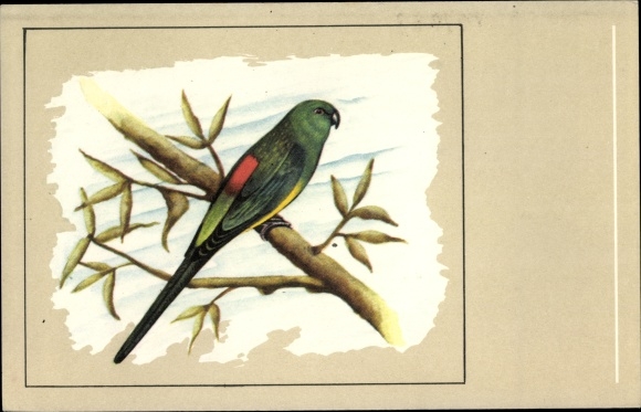 Artist PC Singing Parakeet, Psephotus haematonotus