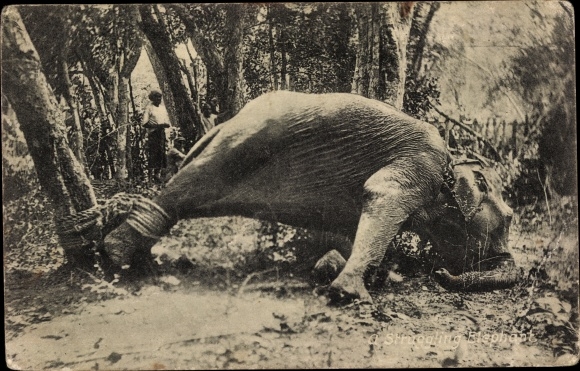 Ak Elefantenjagd, A stuggling Elefant