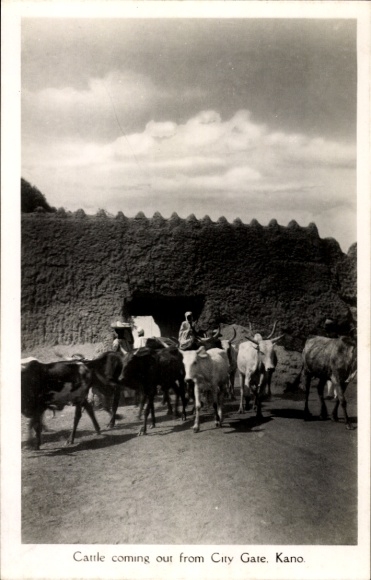 Ak Kano Nigeria, kudde vee bij de stadspoort
