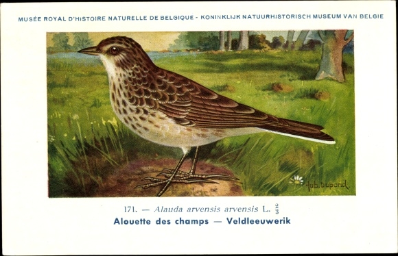 Artist PC Dupond, Hub., Alauda arvensis, Skylark