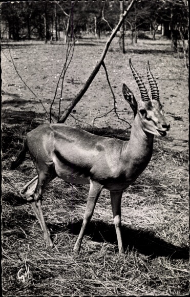 Postcard African Fauna, Gazelle