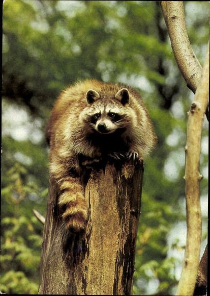 10 old PC bears, raccoons, various views