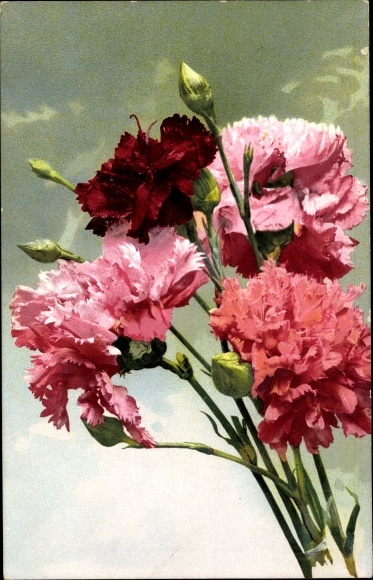 Postcard Carnations in pink and red