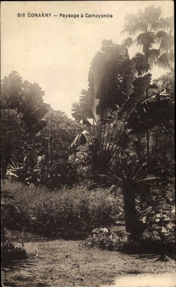 Ak Conakry Guinea, 316 landschap, planten, tropen, nmotiv