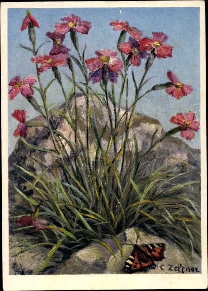 Artist Postcard Caryophyllaceae, Dianthus caryophyllus, Felsennelke